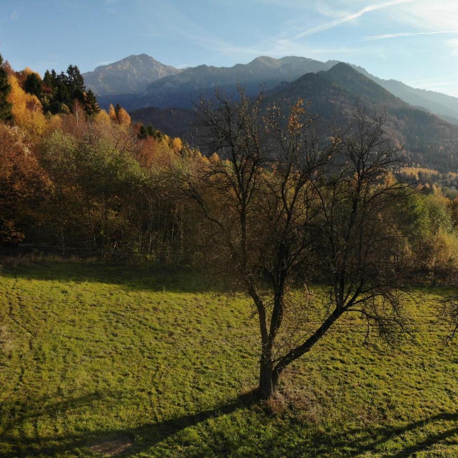 Cabana Vanatorului Rîşnov Buitenkant foto