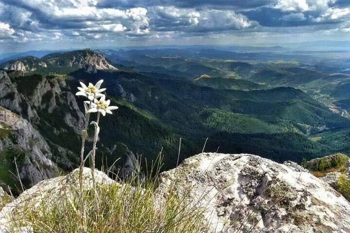 Cabana Vanatorului Rîşnov Buitenkant foto
